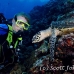 turtle_green_er_h_0705_png1063.jpg